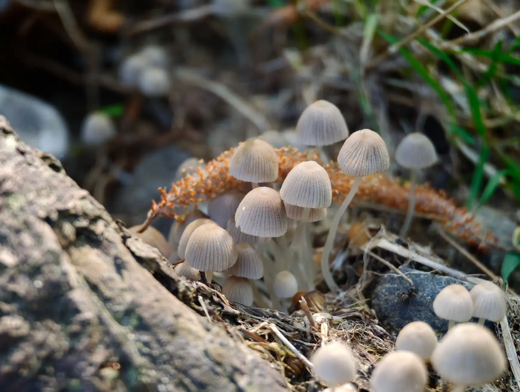 林下经济视角下猴头菇与松子的生态种植技术解析正文配图 1