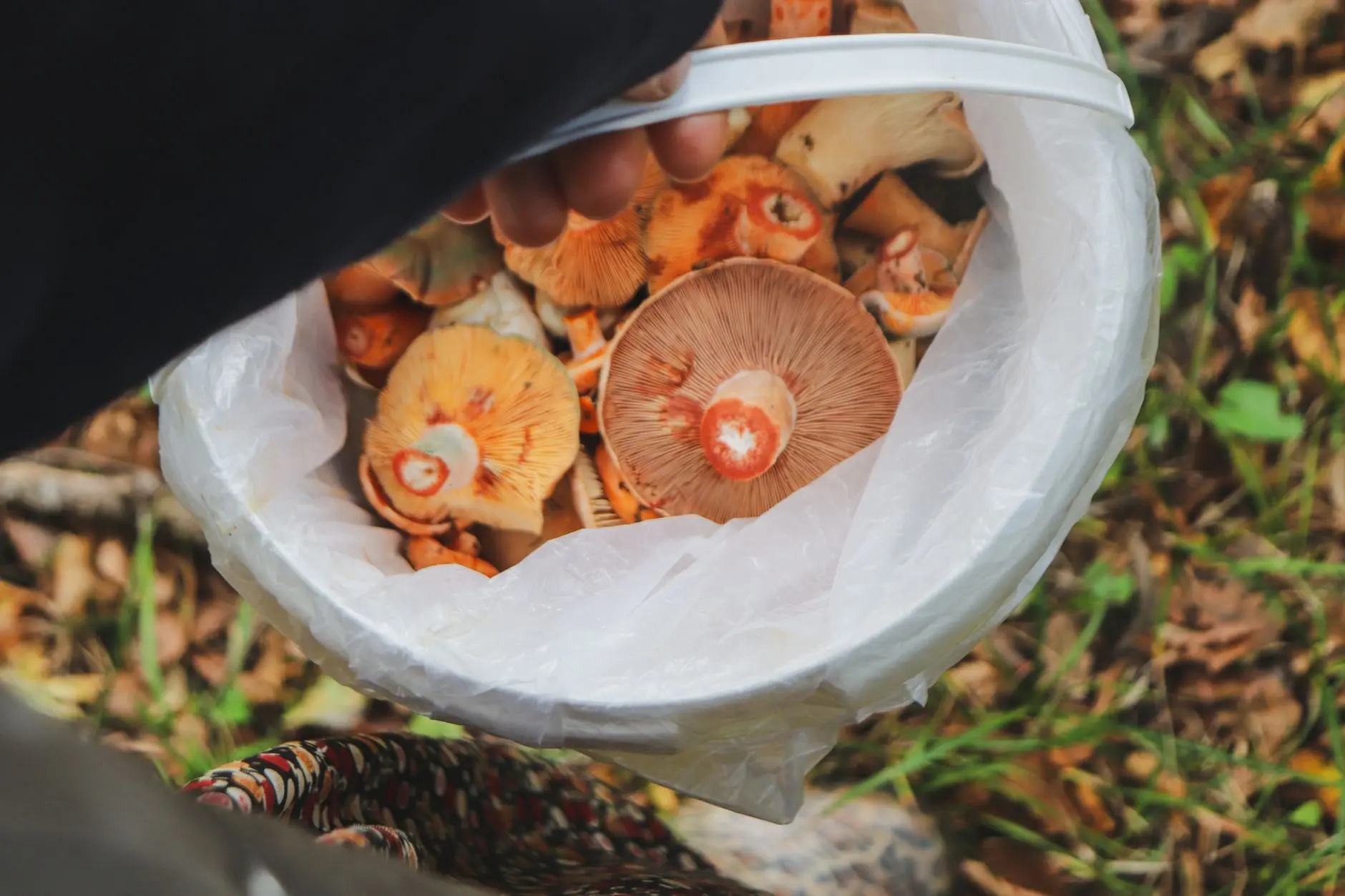 大兴安岭黑木耳与榛蘑的品质差异：产地环境对林下产品的影响分析正文配图 1